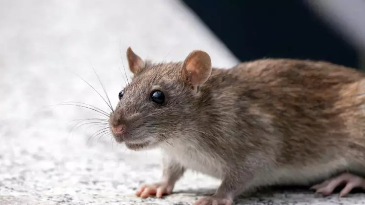 ¿En qué zonas de la casa puede esconderse el Hantavirus?