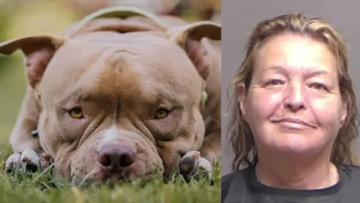 Abuela amenaza con echarle un pitbull a 5 menores que se pelearon con su nieta; terminó en la cárcel