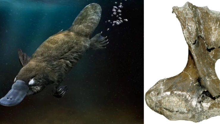 El análisis de un hueso fósil apoya la teoría de un ancestro común acuático de los monotremas