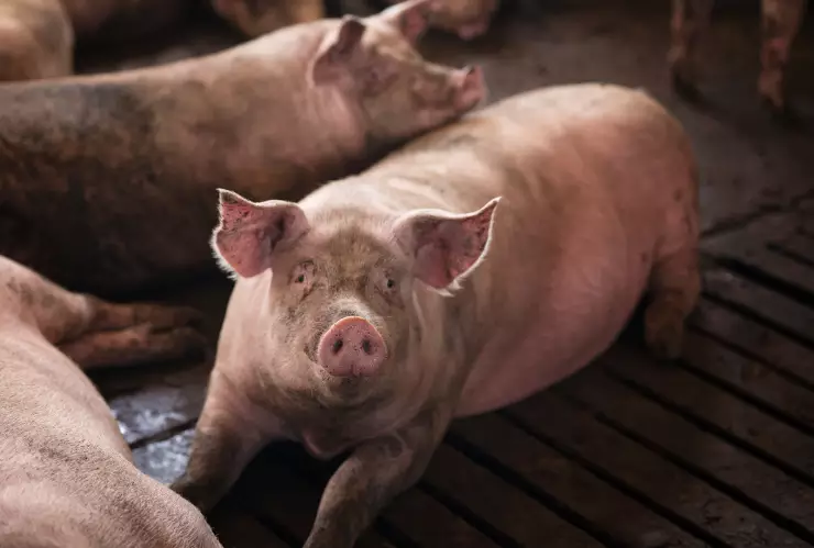 Peste porcina africana Taiwán