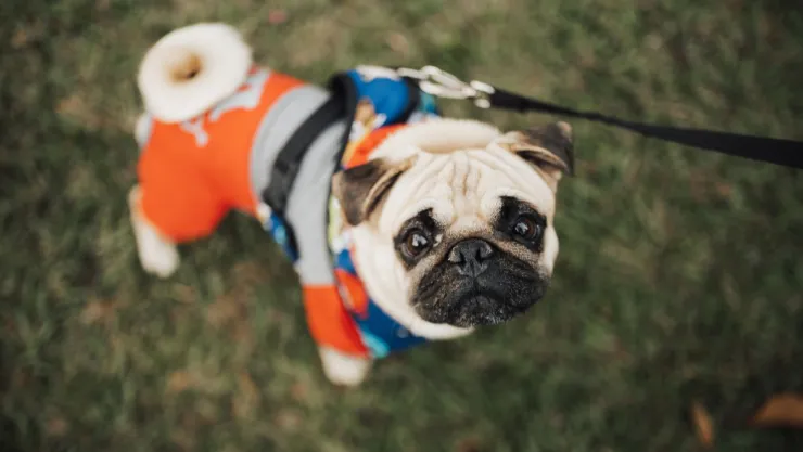 perro pexels.jpg