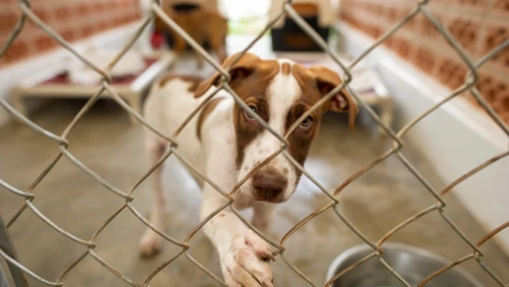 Peritos venta Nueva York