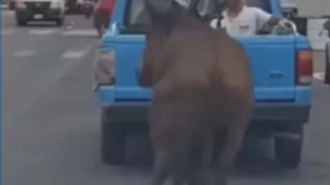 Caso de maltrato animal en Puebla