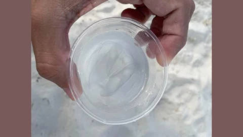 medusa en playa de cancún.jpg