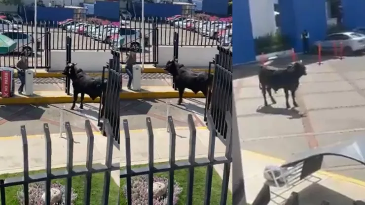 Toro en campus de la Salle del Pedregal