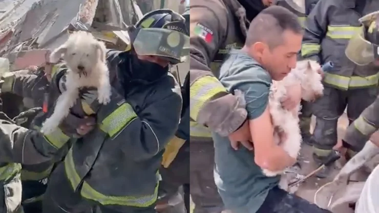 Rescatan a Rufián, perrito atrapado tras explosión en colonia Pensil