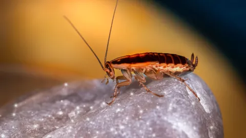 nombra a una cocaracha como tu ex