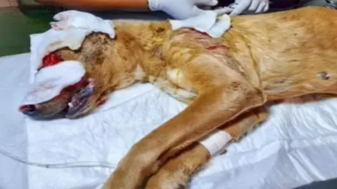 Perrita casi pierde los ojos tras agresión con ácido en Sinaloa.jpg