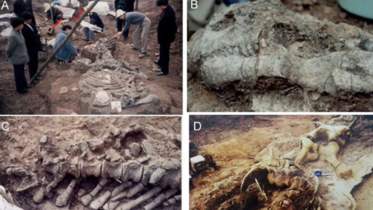 Descubren huevos y restos fósiles de los dinosaurios más antiguos