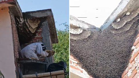 Retiran enjambre de abejas de 6 metros de altura en Celaya, ¿cómo pasó.png