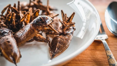 alimentos con insectos