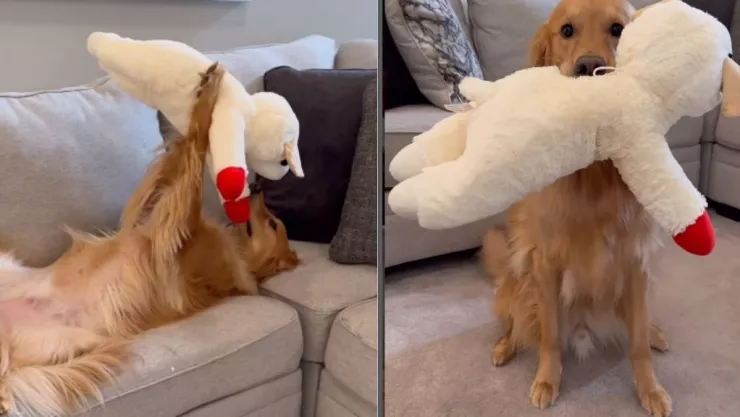 golden-retriever-viral.jpg