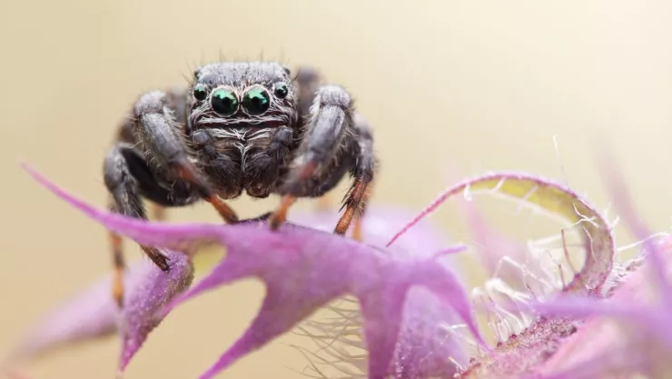 ¿Dónde viven las arañas vampiro?