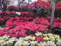 En estos mercados de flores puedes comprar nochebuenas en la CDMX