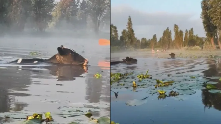 VIDEO: Captan ‘vaquitas marinas’ en canales de Xochimilco
