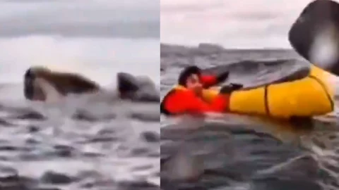 Video viral: Joven es tragado por ballena en el Estrecho de Magallanes y sobrevive