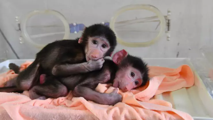 SSa emite alerta para detectar casos de viruela del mono en México