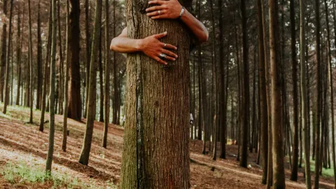 Abrazar un árbol es una de las mejores terapias para reducir el cortisol