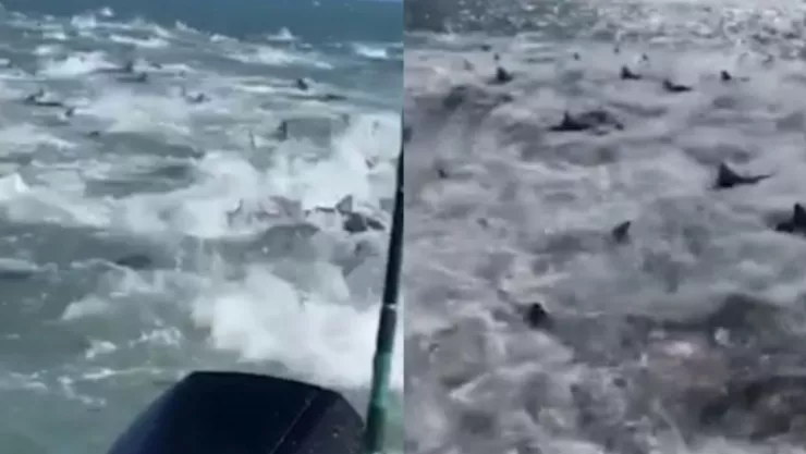 Video de decenas de tiburones rodean a pescadores