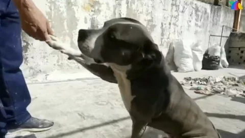 perro pitbull salva a mujer de morir electrocutada