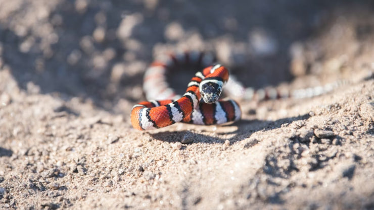 Alarma en primaria de Hermosillo: serpiente muerde a una alumna de 6 años