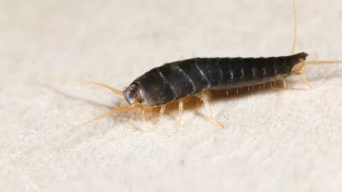 Cómo eliminar a los pececillo de plata con remedios caseros