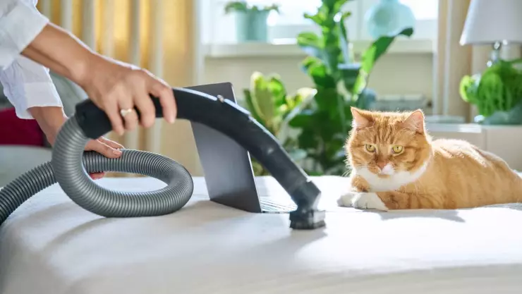 Remedio para quitar olor a orina de mascotas