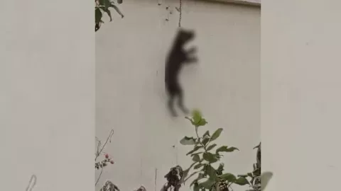 Muere perro ahorcado en vivienda de la Supermanzana 259 en Cancún; autoridades investigan el caso.jpg