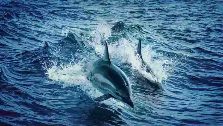 delfines nadan tomados aletas.jpg