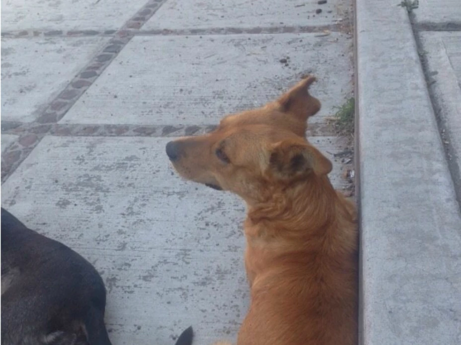 Capitán