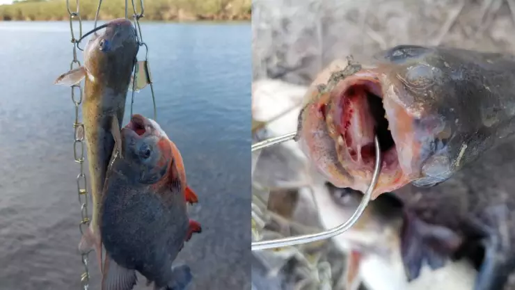 Pescador se encuentra una presunta piraña en el Río Bravo