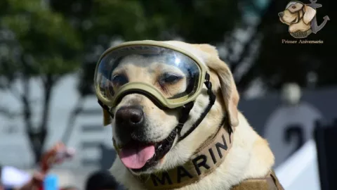 frida homenaje semar