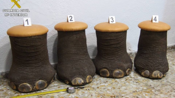 Guardia Civil decomisa patas de elefante en España