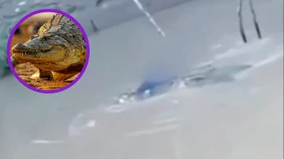 Joven arrastrado y ahogado por cocodrilo gigante