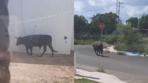 Reportan toro suelto en fraccionamiento de Kanasín_ FOTOS