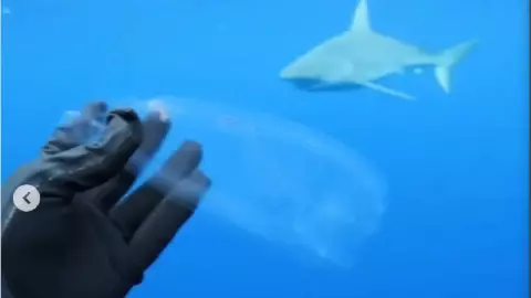 salpa, esta es la extraña criatura de mar.jpg