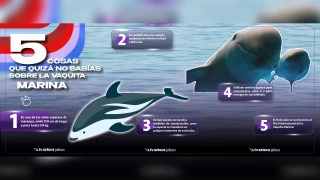 INFOGRAFÍA VAQUITA MARINA