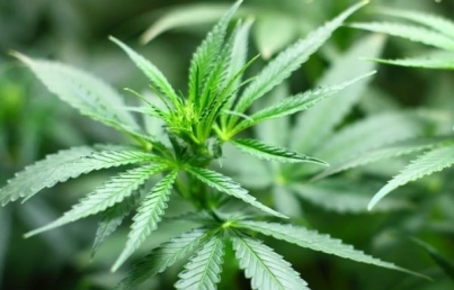 Revocan lineamientos