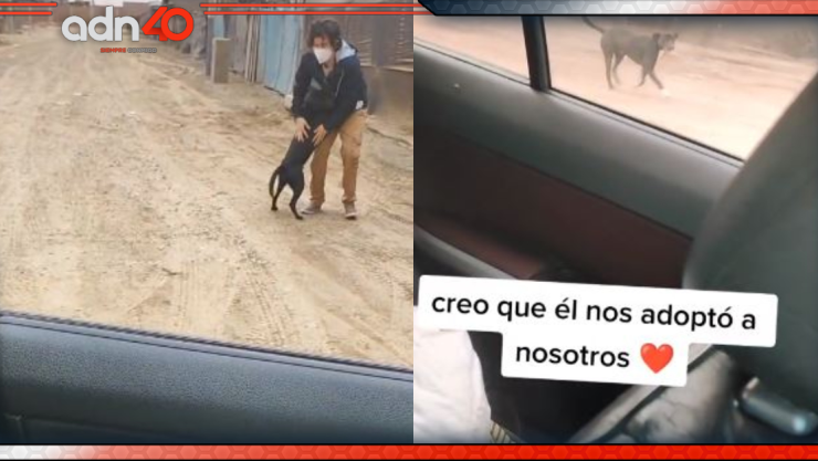 perrito adoptado.jpg