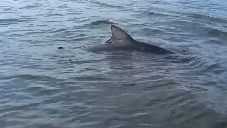 tiburón en aguas del mar de Alvarado.jpg