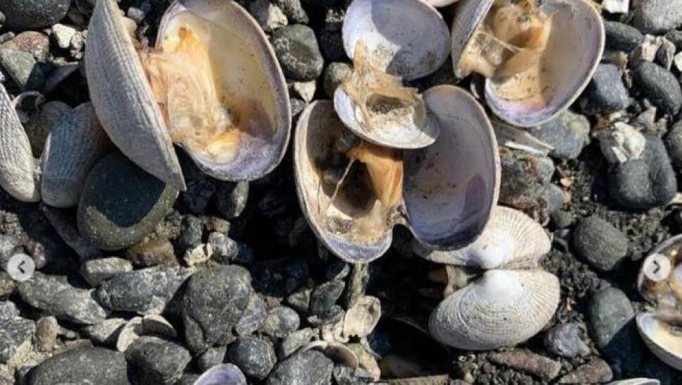 La ola de calor que afecta regiones de EUA y Canadá provocó que cientos de almejas se cocieran en una playa de Washington.