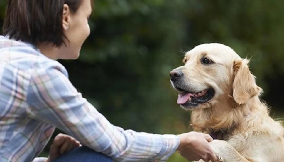 ¿Pueden comer jamón los perros? Esto dicen expertos