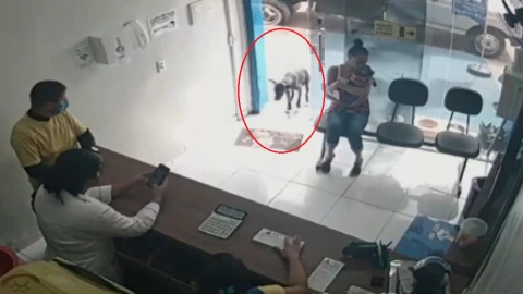 El perrito callejero llegó solo a una veterinaria de Brasil para recibir ayuda.