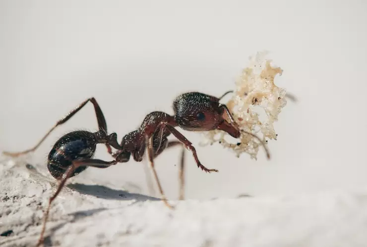 Esto es lo debes comer para evitar picaduras de insectos