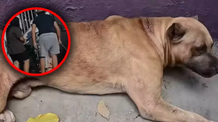 Maltrato animal_ La FGE de Quintana Roo inicia investigación sobre caso VIRAL de perrito maltratado.jpg