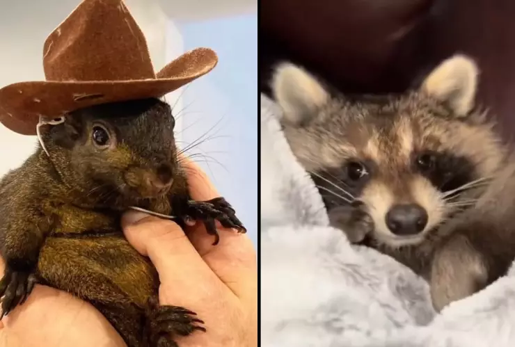 peanut-the-squirrel-fred-the-raccoon