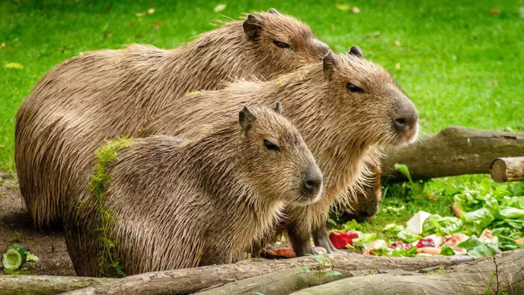 Capibara