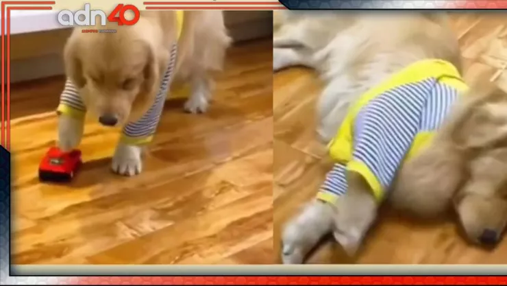 Perrito se vuelve viral por su actuación