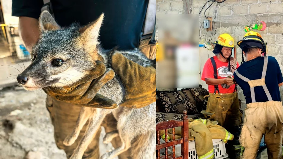 Zorro casa Tapachula