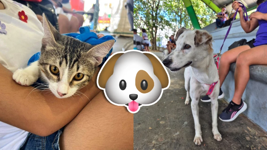Esterilizan a 315 mascotas en la segunda jornada de Caravanas de Bienestar Animal en Cancún.jpg
